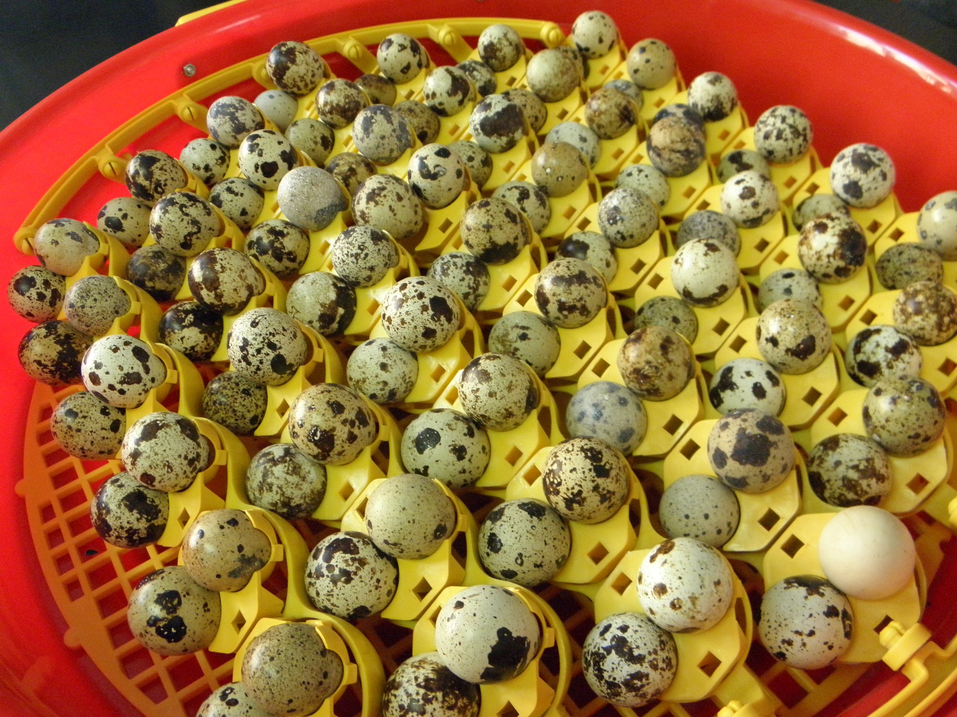 Quail Egg Inserts for Offspring Incubator